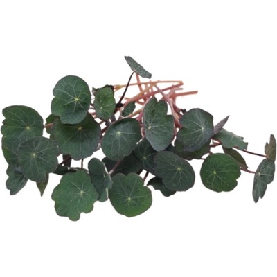 TINY GREENS Kapucínka červená Crimson - BIO semienka na klíčenie a microgreens