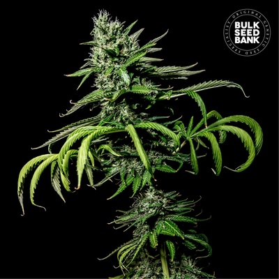 Bulk Seed Bank Tropical Coconut semienka neobsahujú THC 100 ks