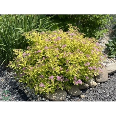 Tavoľník japonský (Spiraea Japonica) ´GOLDEN PRINCESS´ - výška 10-20 cm ⌀ 20 cm , kont. C2L