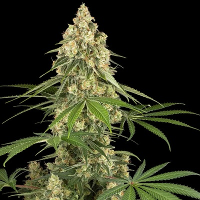 Sensi Seeds Sticky Orange XXL semienka neobsahujú THC 5 ks