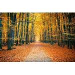 DIMEX ART Флизелинов фототапет цветен есенен парк 375 x 250 см
