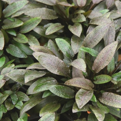 Cryptocoryne wendtii Kompakt