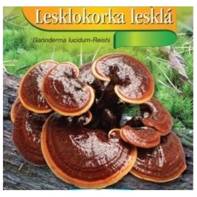 Sadba Lesklokorka Lesklá ganoderma kolíčková 16 ks