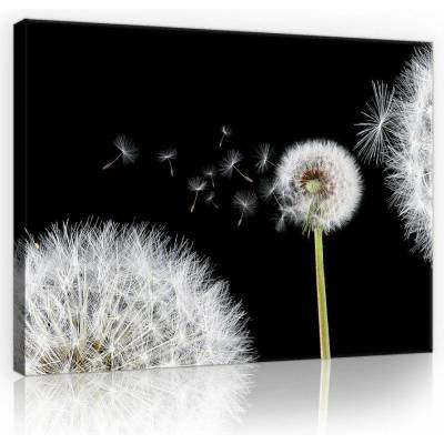 Consalnet Obraz na plátně: Pampeliška (1) - 75x100 cm