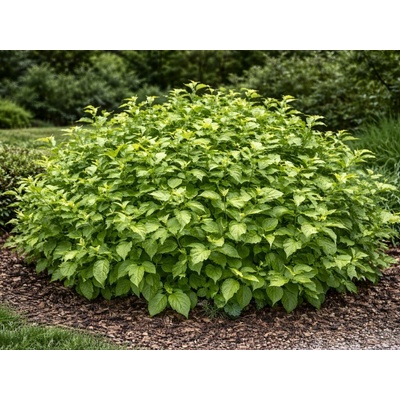 Drieň výbežkatý Flaviramea, výška 30-40 cm, kvetináč 14 cm