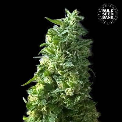 Bulk Seed Bank Lime Skunk semena neobsahují THC 10 ks