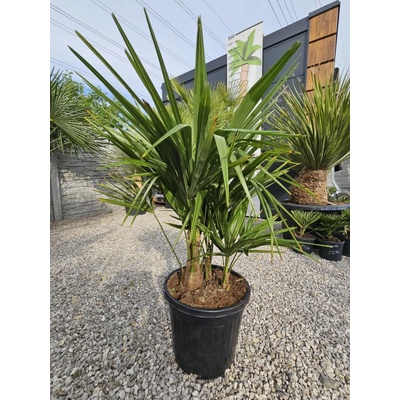 Trachycarpus fortunei viackmeň 15 l v celkovej výške 110 cm