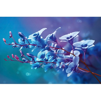 DIMEX ART s. r. o Флизелинов фототапет сини орхидеи 375 x 250 см