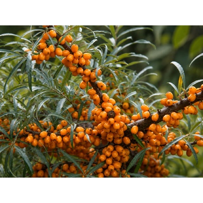 Rakytník rešetliakový Orange Energy ,samičia, výška 30-40 cm, kvetináč 2 l