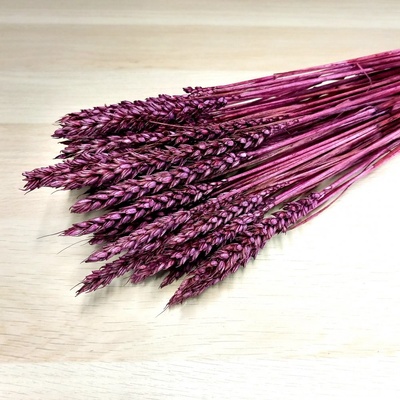 Sušená pšenice purpurová/mauve svazek 120g
