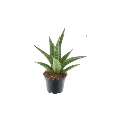 Gardners Sansevieria trifasciata Pineapple, průměr 7 cm Sanseveria, Tchýnin jazyk, Tenura – Zboží Dáma