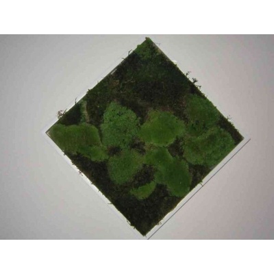 Pomněnka Naturalis Obraz z mechu 35x35 cm