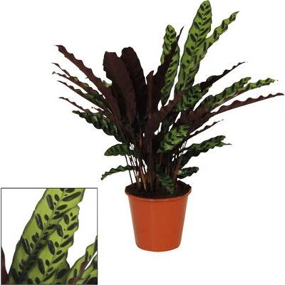 Kalátea kopinatá FloraSelf Calathea insignis výška cca 85 cm květináč Ø 17 cm