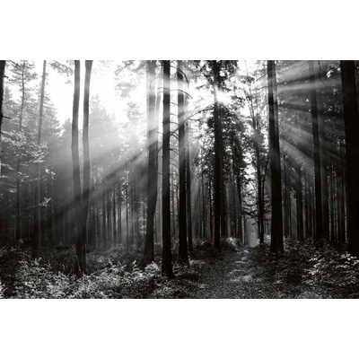 Dimex MS-5-1904 Vliesová fototapeta Černobílý les rozměry 375 x 250 cm