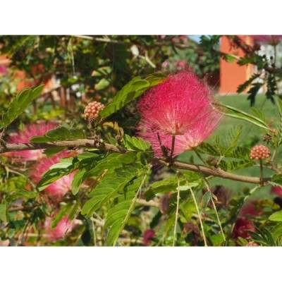 Albizia Julibrissin (Albízia ružová) ´OMBRELLA®´ - kont. C7L, výška 70-90 cm