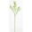 KS RANUNCULUS KRÉM 74CM