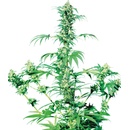Sensi Seeds Early Girl regular semena neobsahují THC 10 ks