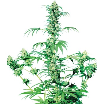 Sensi Seeds Early Girl regular semena neobsahují THC 10 ks