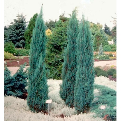 Juniperus scop. Blue Arrow 40-60 C2L