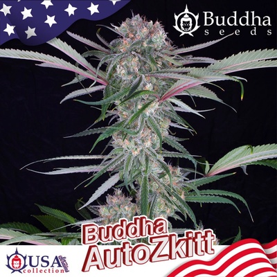 Buddha Seeds Buddha AUTO Zkitt semena neobsahují THC 25 ks