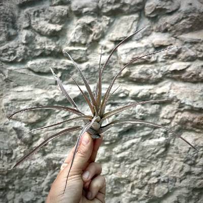 Tillandsia capitata peach red