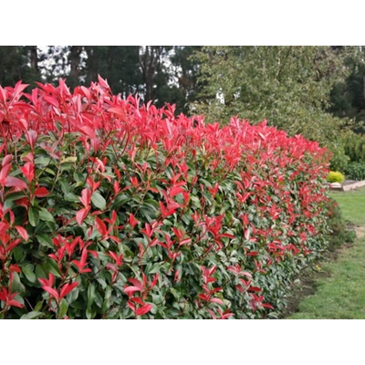 Červienka fraserová Robusta Compact, výška 60-100 cm, kvetináč 3 l