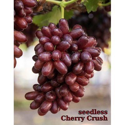 Vinič Cherry Crush bezsemenný NEW čerešňová farba a chuť