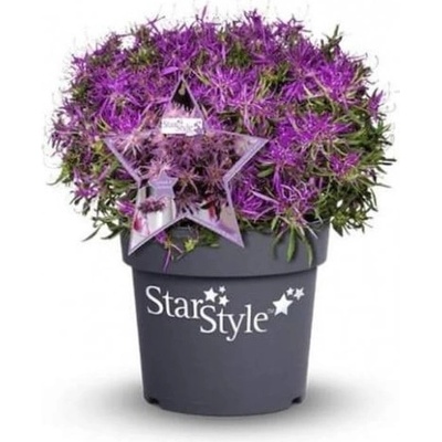 Azalka Azalea Star Style světle fialová velikost květináče 11 cm