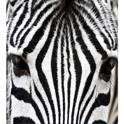 Dimex MS-3-0234 vliesová fototapeta na zeď Zebra rozměry 225 x 250 cm