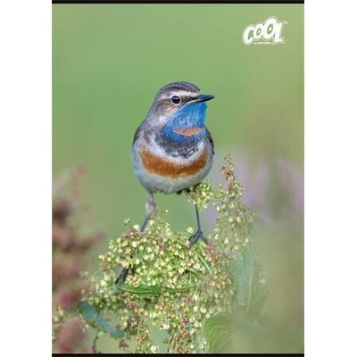 COOL BY VICTORIA Sešit Little Birds 87 32 mix motivů A4 čtverečkovaný