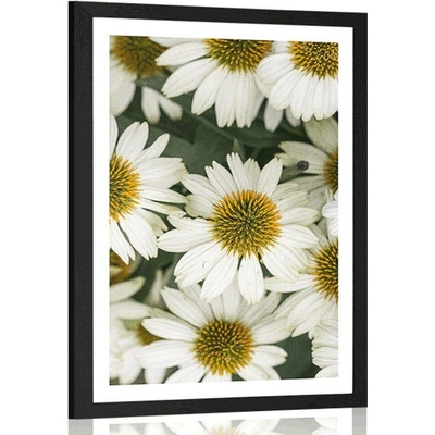 Plakát s paspartou léčivé květy heřmánku - 30x45 silver