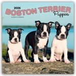 Browntrout Verlags GmbH Boston Terrier Puppies - Boston Terrier Welpen 2026 - 16-Monatskalender | BrownTrout Publishers Inc