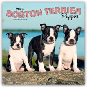 Browntrout Verlags GmbH Boston Terrier Puppies - Boston Terrier Welpen 2026 - 16-Monatskalender | BrownTrout Publishers Inc