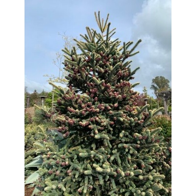 Jedľa španielská zlatá, Abies pinsapo Aurea