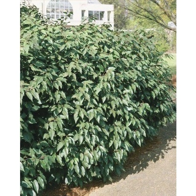 Bobkovišeň portugalská FloraSelf Prunus lusitanica 'Angustifolia' 60-80 cm květináč 5 l