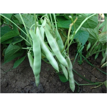 Fazuľa obyčajná kríčková Dalmatin - Phaseolus vulgaris - semienka - 15 ks