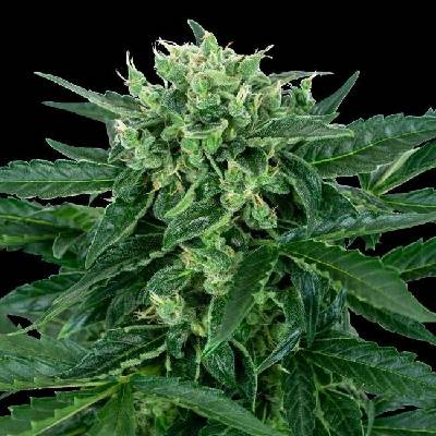 Sensi Seeds Sensi Amnesia Automatic semena neobsahují THC 3 ks