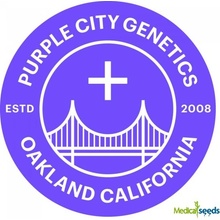Purple City Genetics Berry Bonds Auto semena neobsahují THC 3 ks