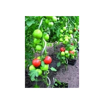 PROTECO 1506-Z tyč k rajčatům spirálová 1.5m, 6mm pozink