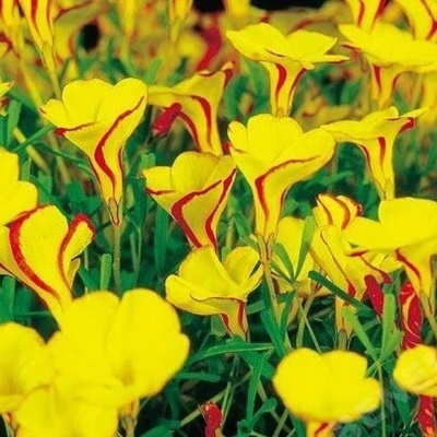 Oxalis GOLDEN CAPE - šťavel