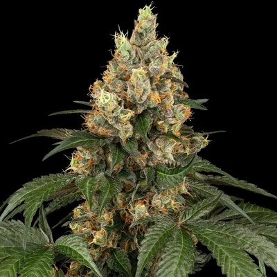 Sensi Seeds Chocolate Rainbow XXL semienka neobsahujú THC 5 ks
