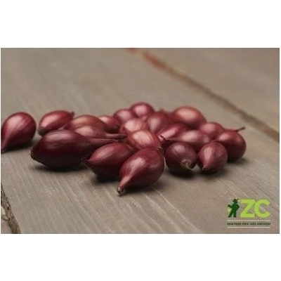 Ozimá cibule sazečka Akado váha: 100g
