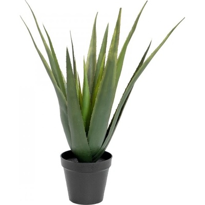 Aloe-Vera rostlina, 60 cm