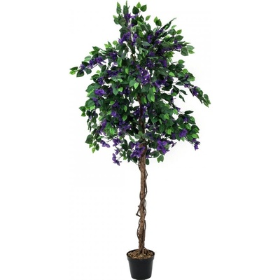 Bougainvillea fialová, 180 cm