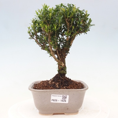 e-bonsai Pokojová bonsai - Buxus harlandii -korkový buxus