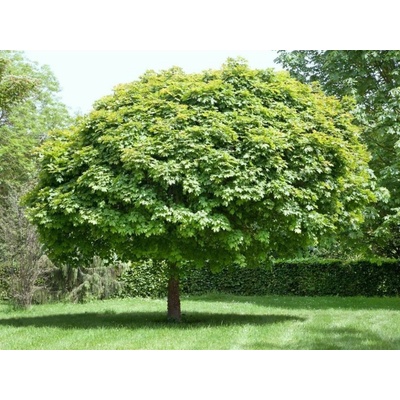 Javor poľný Hannys Globe na 80-90cm kmeni, výška 140-160cm, obvod kmeňa 10-12cm, kont. 25