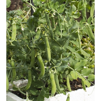 BIO hrach dreňový skorý Zázrak z Kelvedonu - Pisum sativum - bio semená hrachu - 50 ks