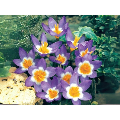 Krokus botanický Sieberi Tricolor 15 ks v balení