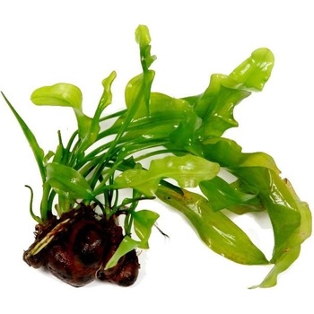 Aponogeton ulvaceus