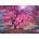 Anatolian - Puzzle Pink Tree - 1 000 piese